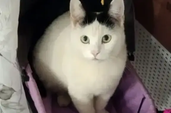 Пропала кошка, Советская ул., Новочебоксарск