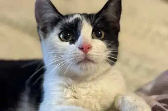 Найдена кошка, , фото: Кошка найдена: ул. Базановой, 20, Тверь