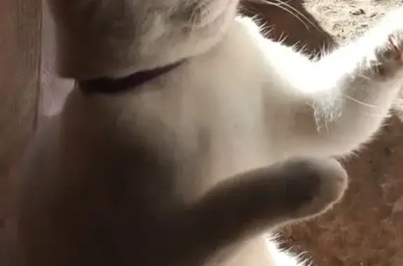 Пропала белая кошка, Тракторная 38