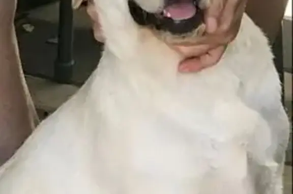 Пропала собака, Доватора 17, Армавир