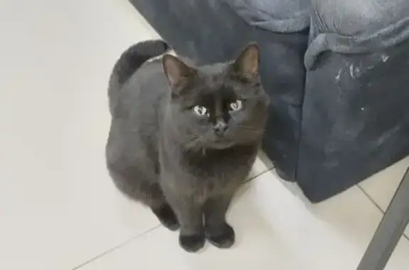 Найдена кошка, Волжский, фото: Найден кот: проспект Ленина, 20в, Волжский