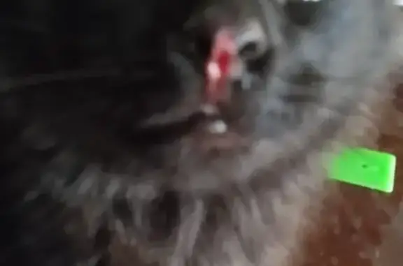 Пропала кошка, Народная ул., Нижний Карачан