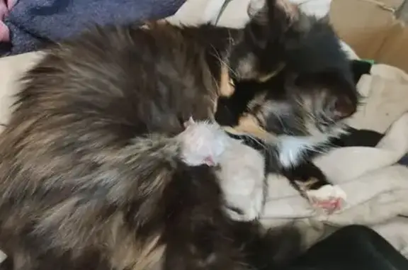 Пропала кошка, ул. Домостроителей, Иваново