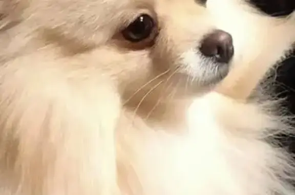 Пропала собака, ул. Металлургов, Тула