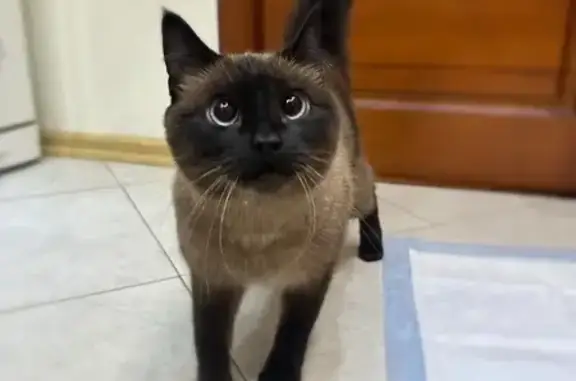 Найдена кошка, Нефтеюганск, фото: Кошка найдена: Нефтеюганск, ул. 1