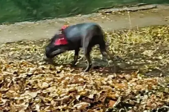 Найдена собака, Москва, фото: Собака найдена: Флотская ул., 72А, Москва