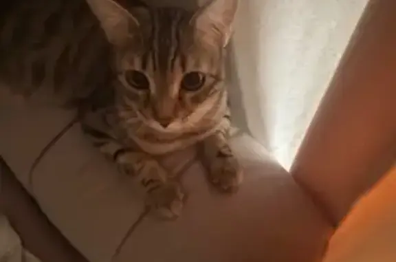 Кошки потеряшки, Самара, фото: Потеряшка кошка, Ленинская 166, Самара