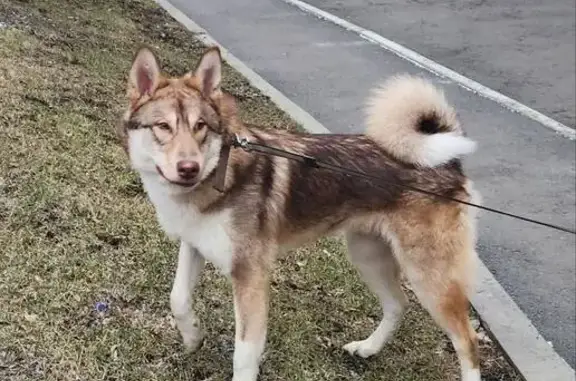 Найдена собака, Екатеринбург, фото: Собака найдена: Белинского 118, Екб