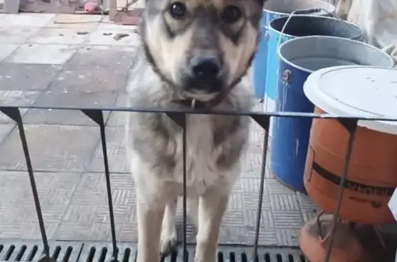 Пропала собака, Фабричный проезд, Курск