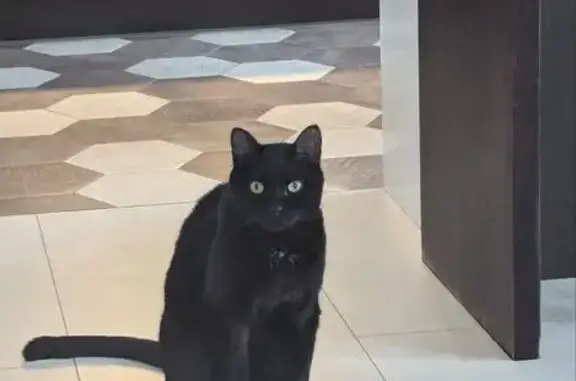 Пропал кот, Истра, Усадебная ул., 301