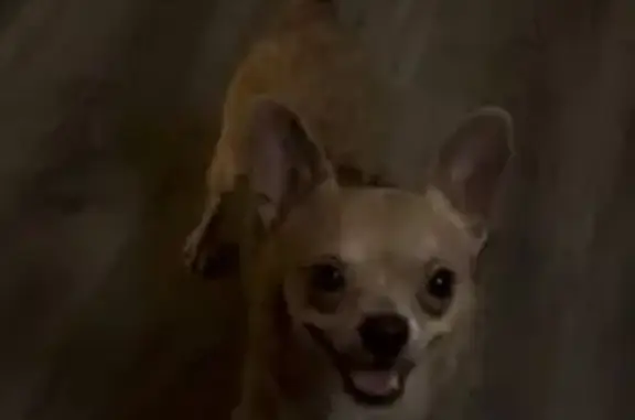 Пропала чихуахуа у офиса Газпромбанка, Звенигород