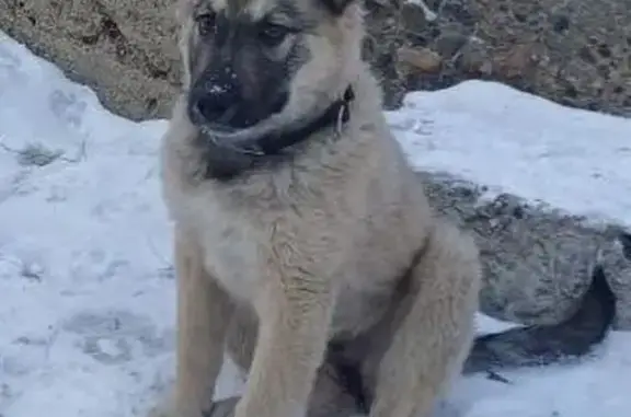 Найдена собака, Чита, фото: Щенок найден: Ленинградская ул., Чита