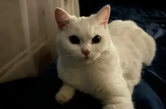 Пропала кошка, ул. Корнетова, Красноярск