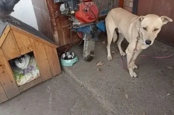 Пропала собака на 03К-245, Пролетарское