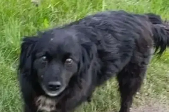 Пропала собака, Омск, ул. Гусарова