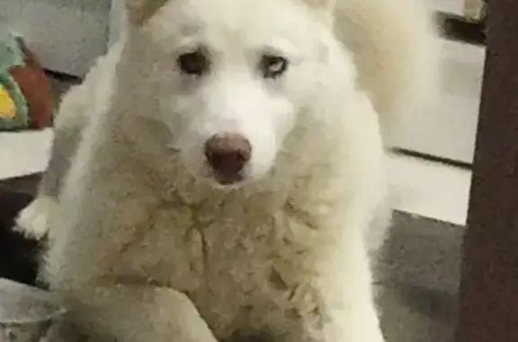 Пропала собака, Майкоп, Адыгея