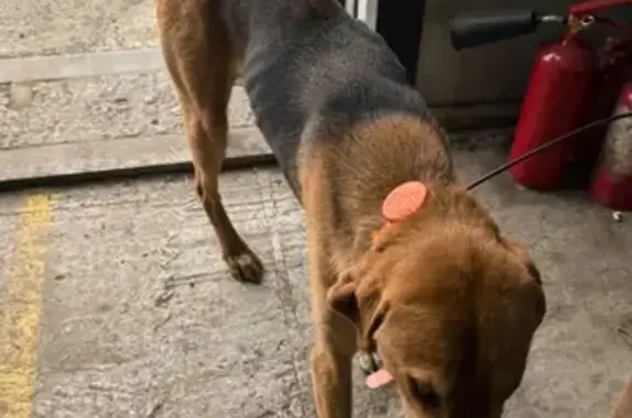 Собака найдена: Миллерово — Луганск