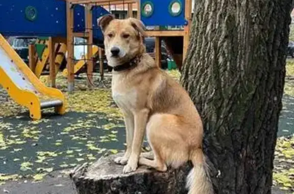 Пропала собака на Молодцова 9, Москва