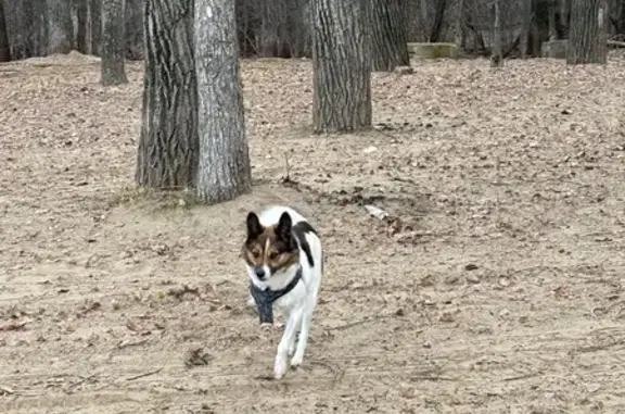 Найдена собака, Самара, фото: Собака найдена: пос. Южный, 36, Самара