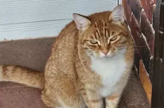 Кошки потеряшки, Москва, фото: Кошка пропала: пр. проезд № 727, Москва