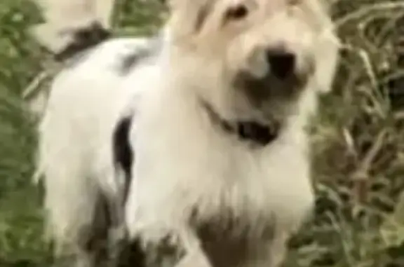 Пропали собаки, Таруса, Маяковского, 5