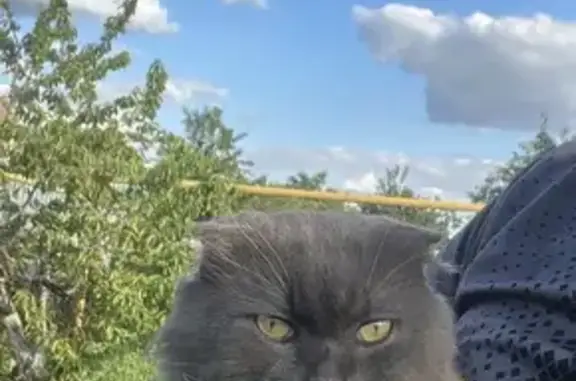 Пропала кошка на Цветочной улице, Сальск