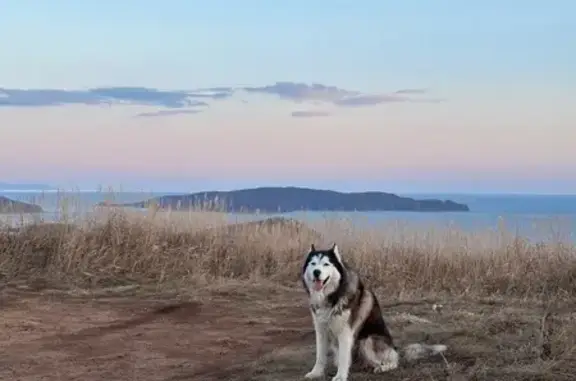 Собаки потеряшки, Владивосток, фото: Потеряшка хаски на Шаморовской трассе