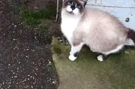 Найдена кошка, Десногорск, фото: Кошка найдена: Десногорск, Щеки бантиком 13