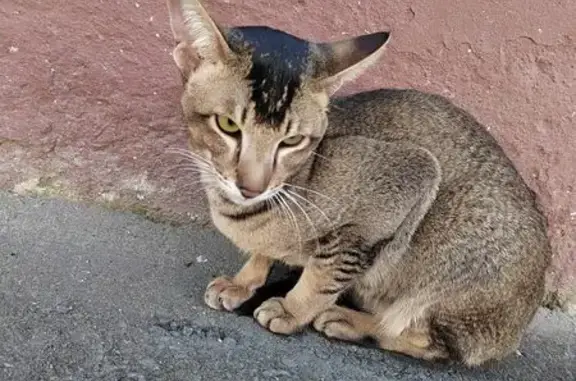 Найдена кошка, Омск, фото: Кошка найдена: Лермонтова 130Б, Омск