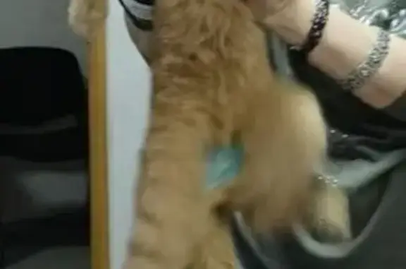 Найдена кошка, Тюмень, фото: Рыжий кот найден: Текстильная, 1, Тюмень