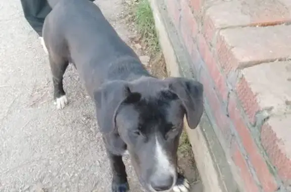 Найдена собака, Энем, фото: Найдена собака, Энем, Красная ул. 7