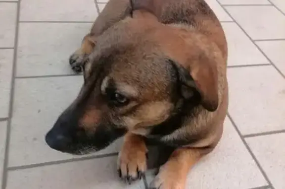 Найдена собака, Челябинск, фото: Собака найдена: Мартеновская 16, Челябинск