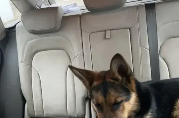 Найдена собака, Стерлитамак, фото: Стерлитамак: найдена собака, Профсоюзная 11Б