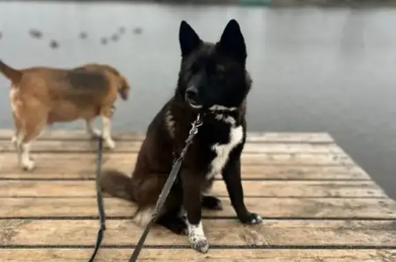 Найдена собака, Петровский, фото: Собака найдена: ул. Паустовского, 10