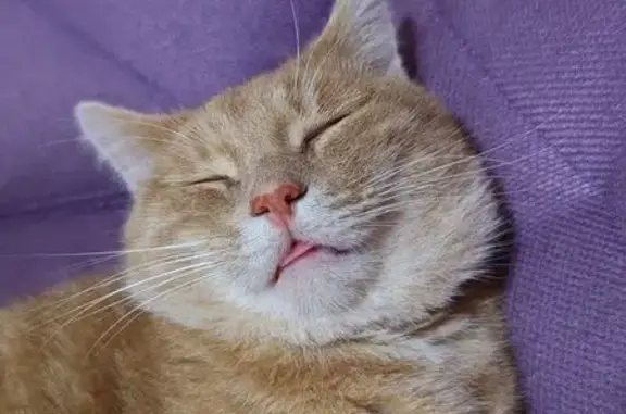 Пропала кошка, ул. Шевченко, 37Б, Апрелевка