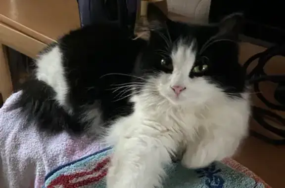 Кошки потеряшки, Челябинск, фото: Потеряшка кошка, Новороссийская 13, Челябинск