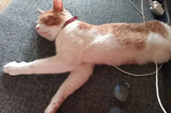 Пропала кошка, Елецкая ул., Воронеж