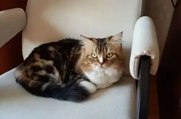 Пропала кошка. Окольная, 28, Казань.