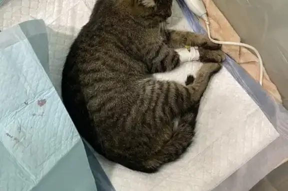 Найденные животные Казань, фото: Темная кошка найдена на Татарстан, 40