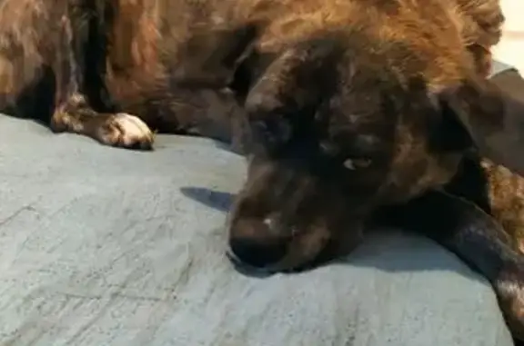 Пропала собака на Белореченской улице