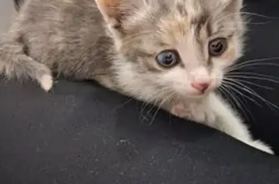 Объявления о пропавших и найденных животных, Республика Бурятия, фото: Кошка найдена: Улан-Удэ, Бурятия