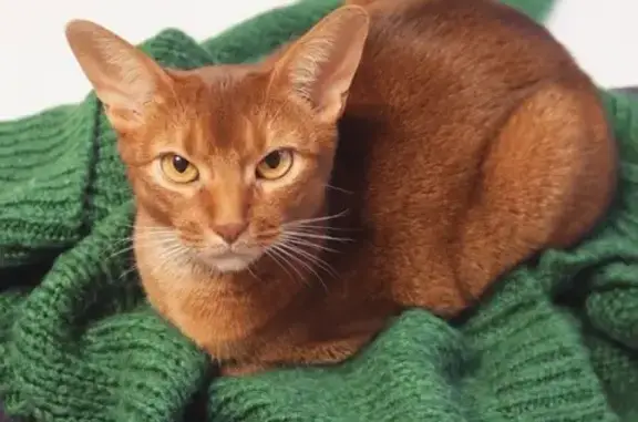 Пропала кошка на Гарибальди, 23, Москва