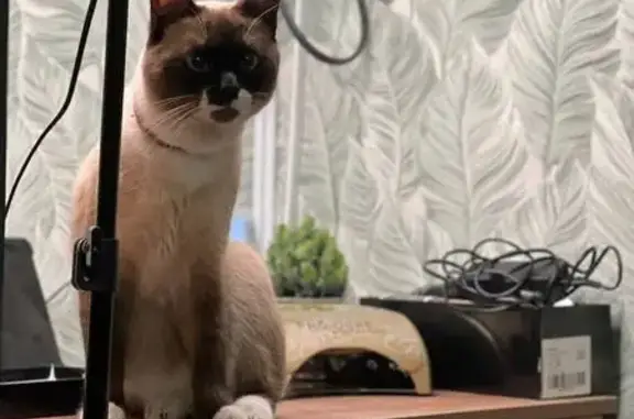 Пропала кошка, Ильинский, Моск. ул., 37