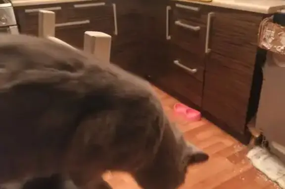 Найдена кошка, Красноярск, фото: Найдена серая кошка, пр. 60 лет СССР, 26И