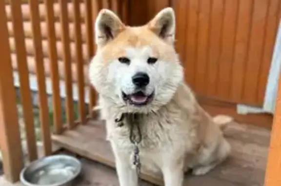 Пропала собака в Лежнево, Ивановская обл.