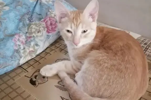 Кошки потеряшки, Сорочинск, фото: Потеряшка кошка, Рябиновая ул., Сорочинск