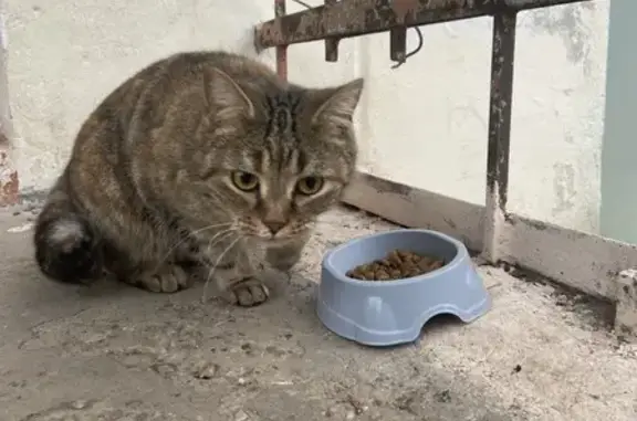 Найдена кошка, Коломна, фото: Кошка найдена, ул. Ленина, 101, Коломна