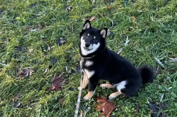 Собаки потеряшки, Москва, фото: Потеряшка собака у Олонецкого проезда, Москва