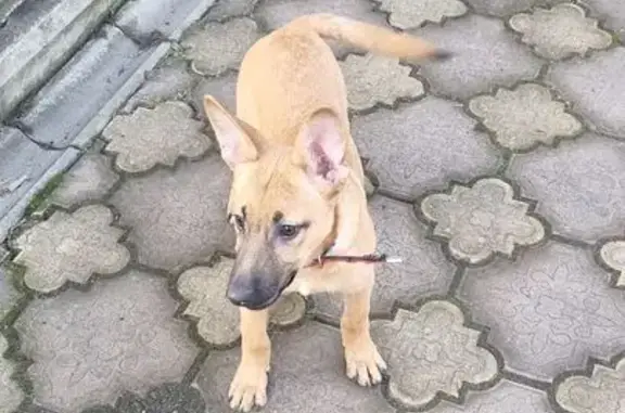 Найдена собака, Кострома, фото: Щенок найден: Тихая ул., 40А, Кострома