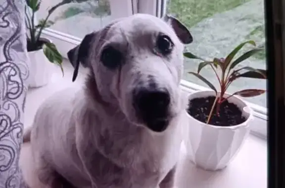 Пропала собака, Лермонтова 14, Тайга